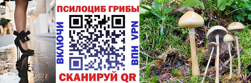 Псилоцибиновые грибы GOLDEN TEACHER  Купить закладки  Бологое 